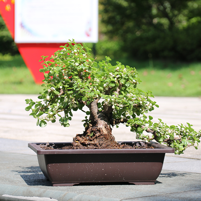 仿紫砂多肉花盆特价清仓绿萝花盆塑料盆景花盆桌面盆栽种植花盆