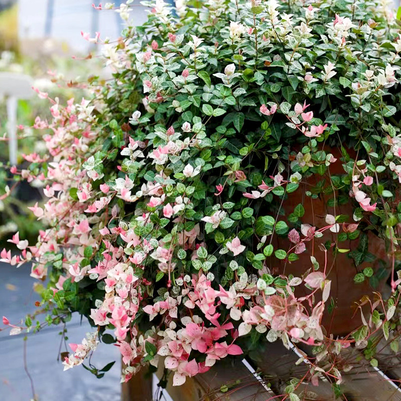 花叶络石盆栽彩叶络石阳台庭院四季垂吊耐热耐寒植物好养花卉绿植