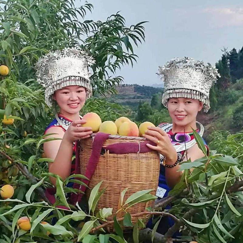 湖南怀化麻阳黄桃新鲜水果现摘现发高山红心锦绣脆甜当季桃子5斤