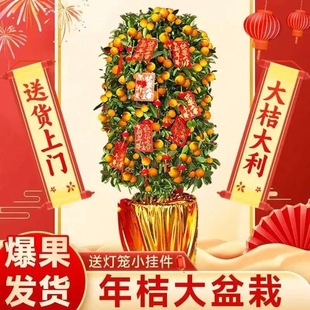 大型金桔树盆栽带果四季桔子树盆景植物室内客厅新年橘子树年桔树