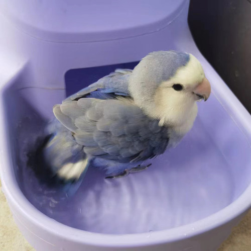 手养牡丹鹦鹉紫罗兰雏鸟会说话