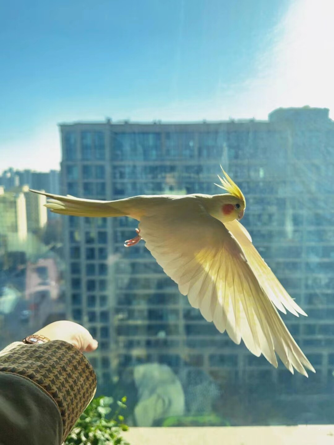 玄凤鹦鹉活鸟手养亲人会说话宠物雏鸟好养活原始灰黄化断奶小半毛