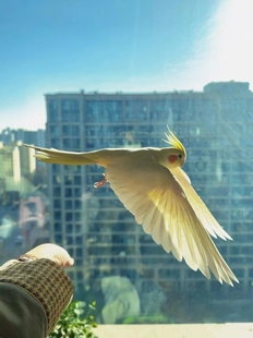 玄凤鹦鹉活鸟手养亲人会说话宠物雏鸟好养活原始灰黄化断奶小半毛