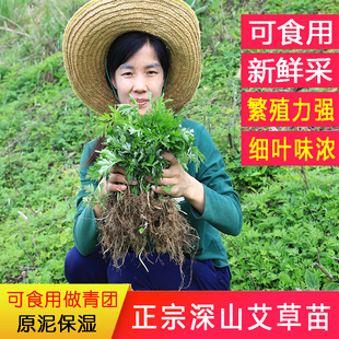 新鲜艾草苗盆栽植物苗食用糍粑艾草根四季种植苗细叶艾叶防驱蚊草
