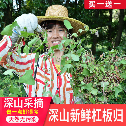 杠板归新鲜深山药材农家现采500g