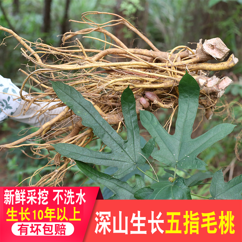 五指毛桃根煲汤广东无硫牛奶根