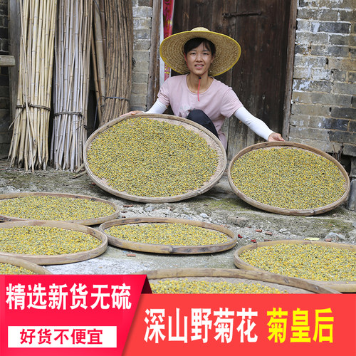 农家无硫头采野菊花新货胎菊下火