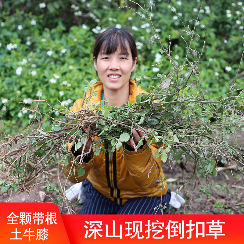 倒扣草新鲜深山土牛膝倒钩草药材500g现采挖现发整棵带根全草正宗