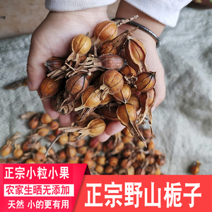 深山栀子黄栀子小果生栀子药材农家生晒无硫小山栀子原料草药新货
