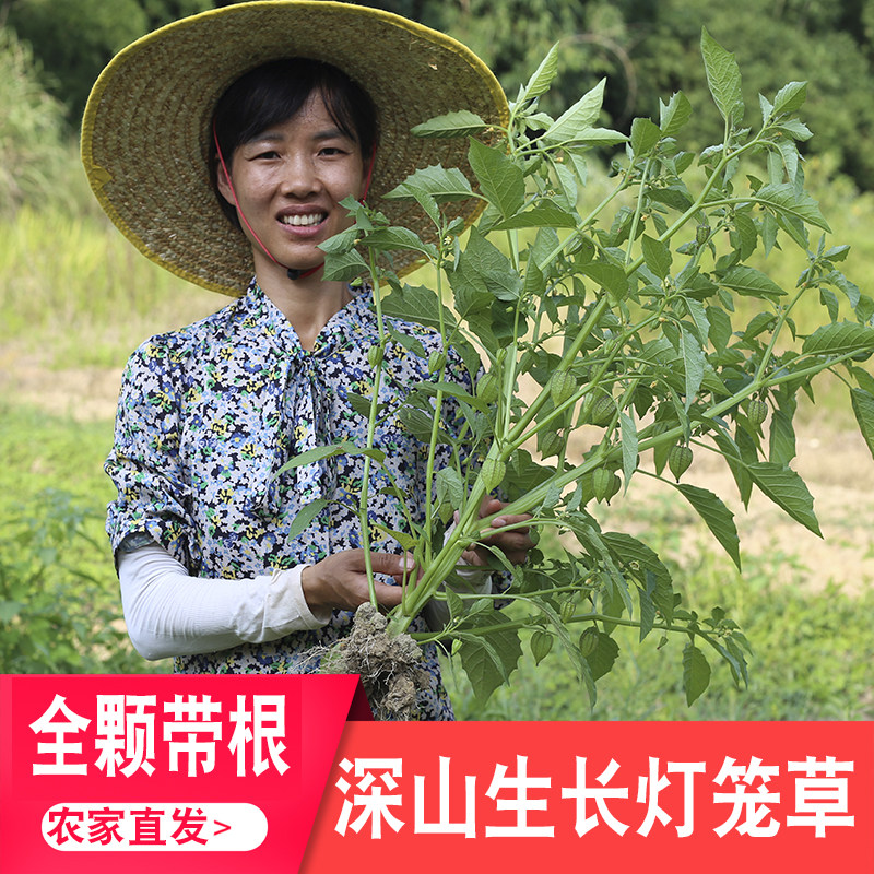 灯笼草鲜货深山新鲜农家自晒无硫干药材泡泡草打额泡爆卜草药材