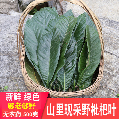 深山枇杷叶新鲜药材现采现发整片