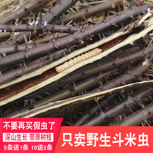 正宗深山斗米虫现采新鲜现采虎刺狼虫云实蛀虫带树枝鸟不踏刺虫子