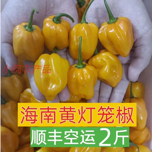 顺丰特快 海南新鲜黄辣椒 黄灯笼椒 皇帝椒 变态辣魔鬼椒