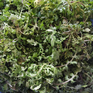 安徽安庆野生荠菜新鲜蔬菜 农家现挖当季野菜荠菜馄饨包子馅 包邮