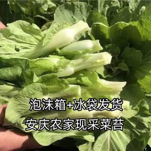 安徽安庆当季白菜苔嫩菜心农家自种蔬菜青菜苔菜花泡沫箱加冰包邮