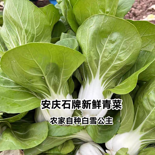 安徽安庆特产新鲜蔬菜农家种的青菜白菜1份2斤3斤4斤包邮