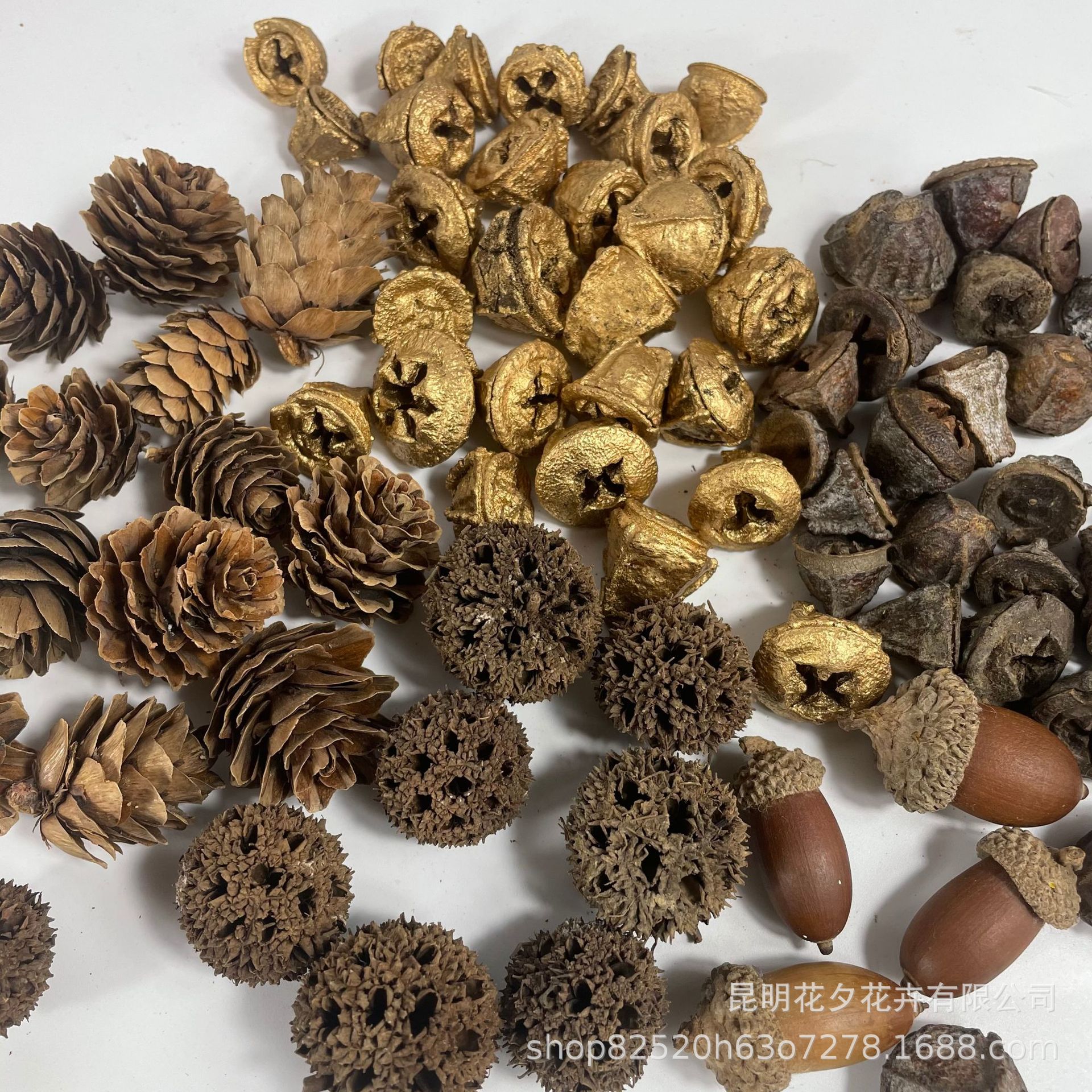 金色尤加利果落地松松花干果路路通橡树果果实DIY干花花环装