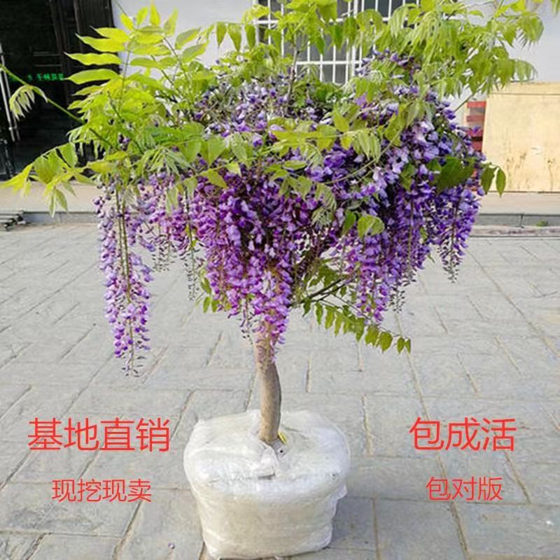 西汉花卉多花树苗植物庭院攀援