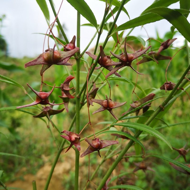 五角金丝吊蝴蝶金线吊蝴蝶角翅卫矛陕西特产陕西卫矛观花观果盆栽