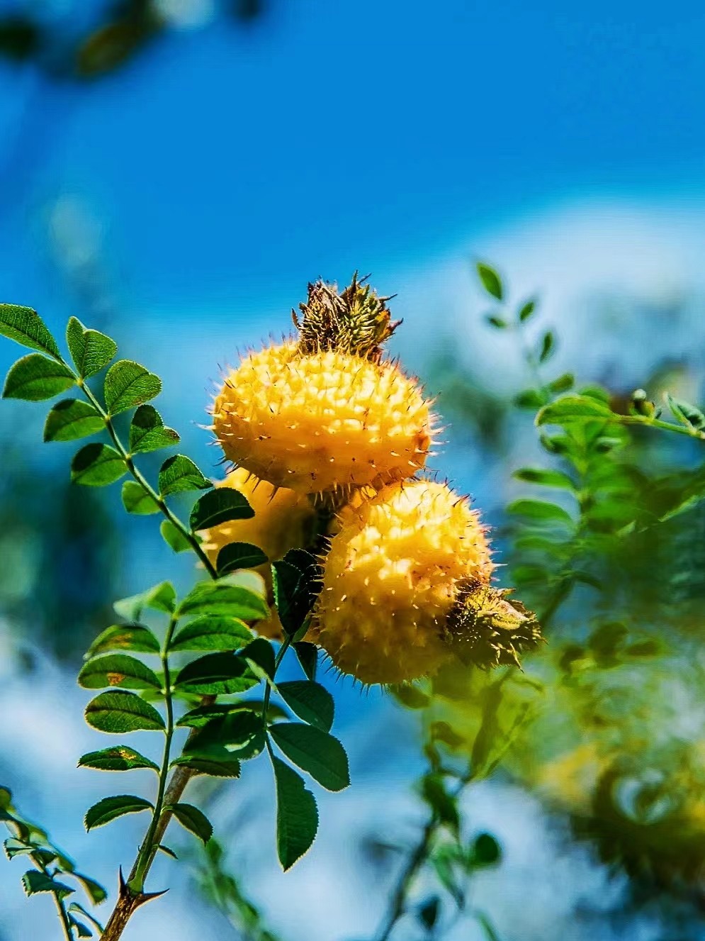刺梨树缫丝花观花观果观叶新型盆景盆栽绿植品种阳台庭院书桌客厅