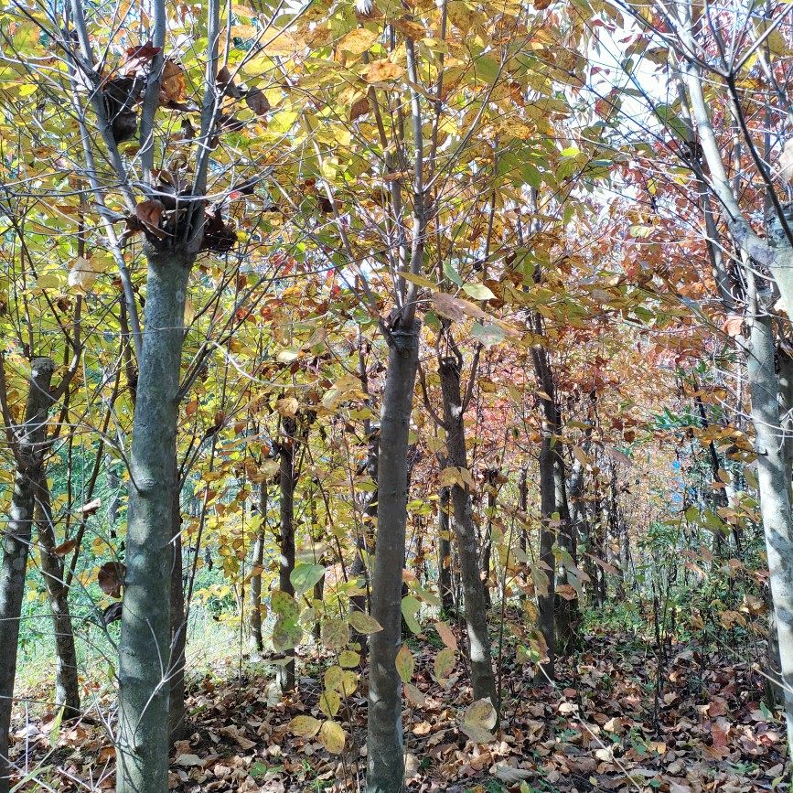 四照花山荔枝鸡素果丰花梾木红色果白色花庭院种植盆景观花观果类