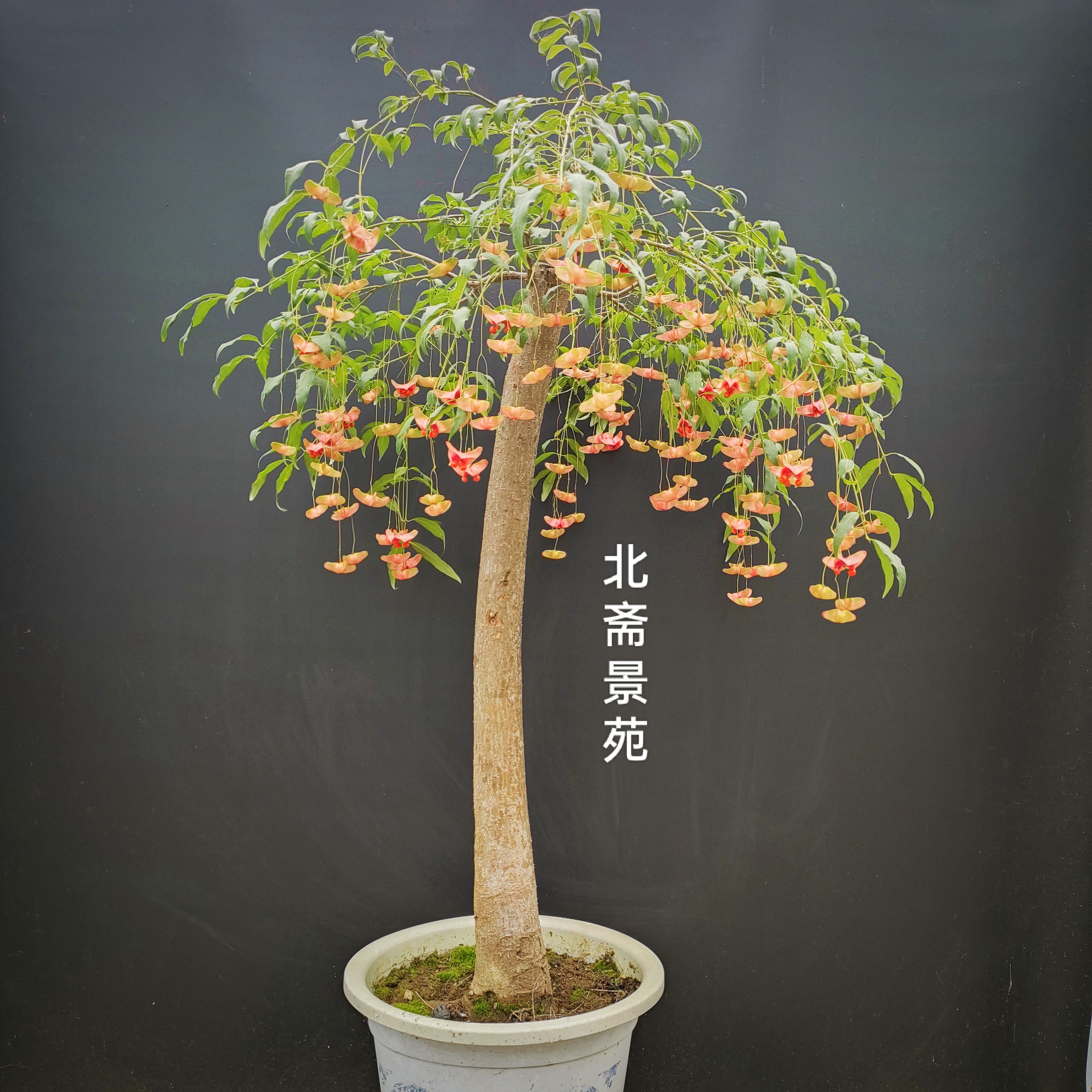 金丝吊蝴蝶树苗金线吊蝴蝶陕西卫矛趣味盆景盆栽春季开花深秋果实