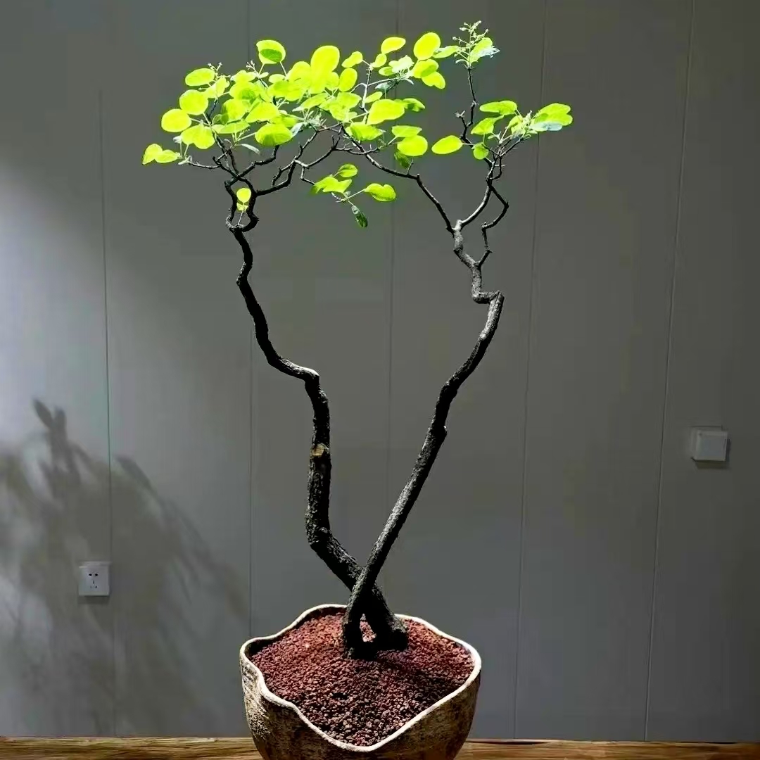 香山红叶黄栌盆景耐寒熟桩小精品一物一拍