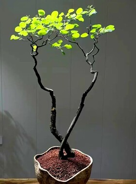 香山红叶黄栌盆景耐寒熟桩小精品一物一拍