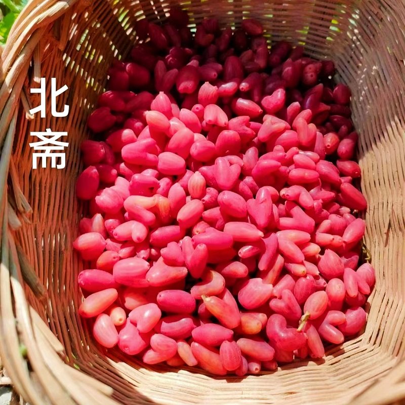 杈杷果爱心果苦糖果健身果相思果无核樱桃趣味盆栽野果类盆景素材