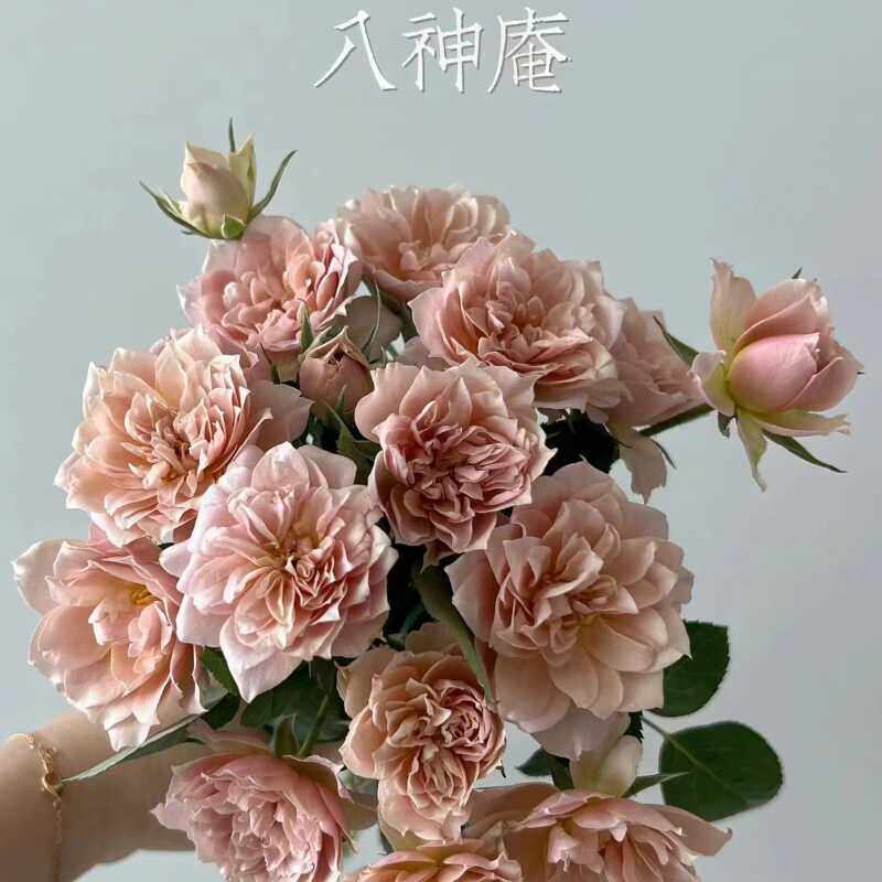 【八神庵】复古色系大花月季花苗灌木阳台花园盆栽花卉