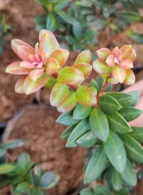 红芽珍珠圆叶罗汉松树苗 菊花芯四季红金钻 盆景素材室内盆栽绿植