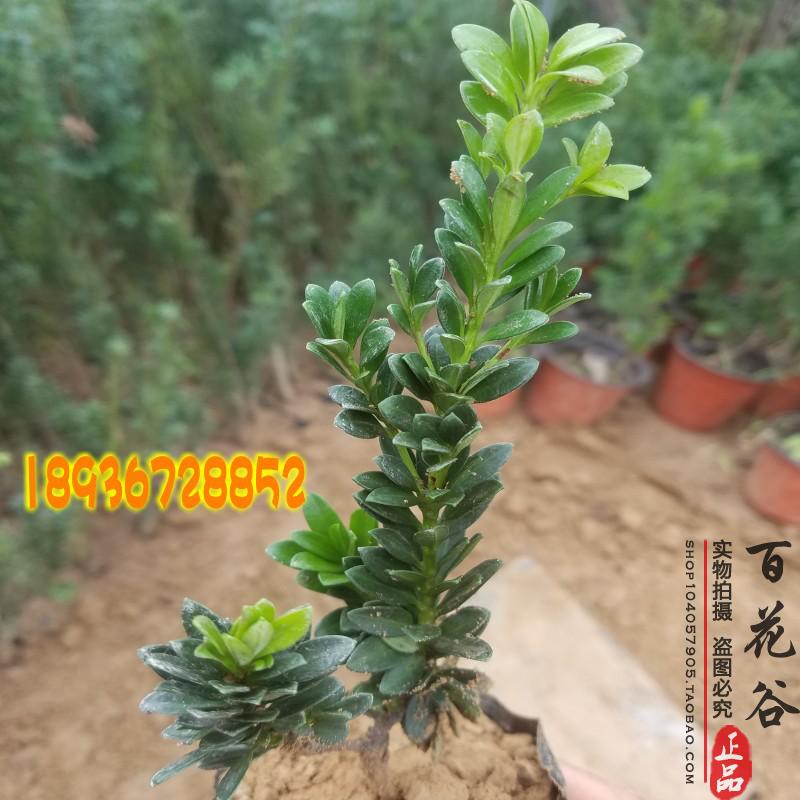 圆叶黑珍珠原生罗汉松树苗