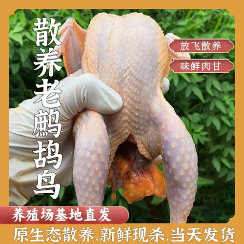 散养老鹧鸪肉现杀现发新鲜鹧鸪鸟