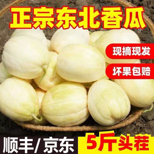 东北香瓜甜瓜脆瓜新鲜应季孕妇水果京密小甜瓜蜜瓜整箱白糖罐5斤