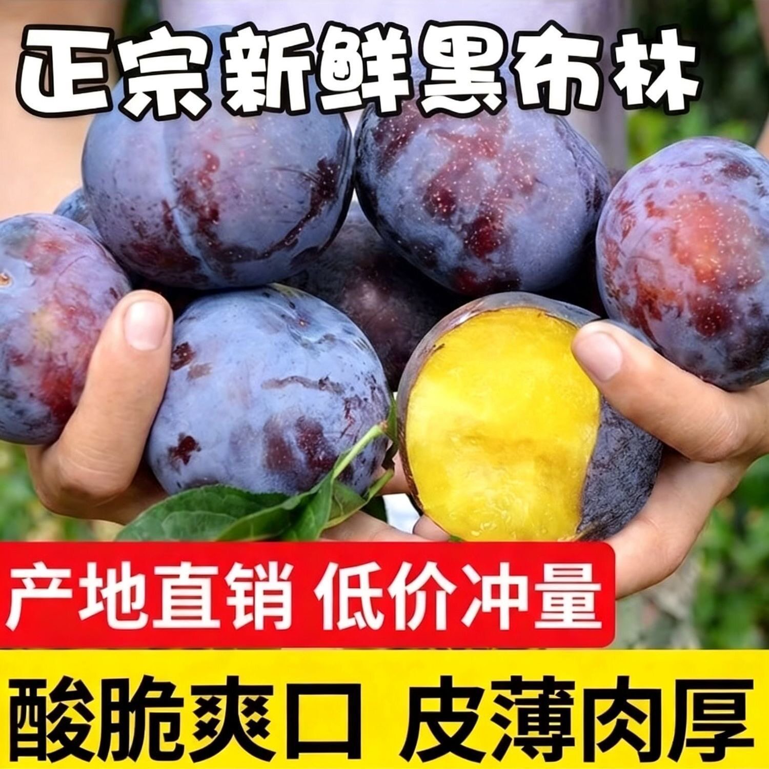 黄肉黑布林李子新鲜当季水果现摘黄心三月李子恐龙蛋大果整箱包邮