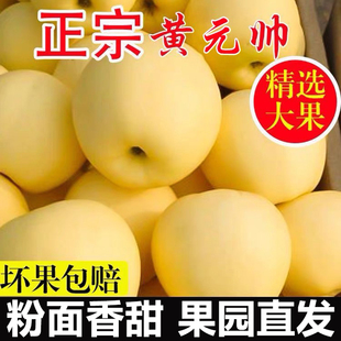 黄元帅苹果新鲜水果黄金帅应季粉面宝宝辅食刮泥丑苹果