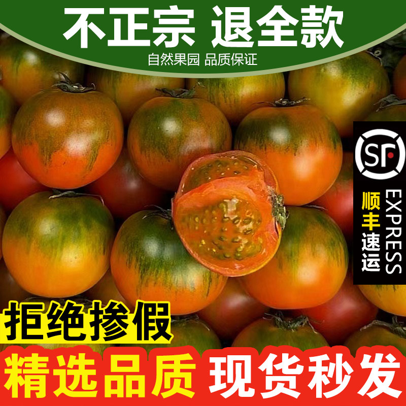 东北草莓铁皮柿子盘锦碱地绿腚柿番茄