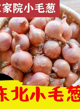 东北特产毛葱自种正宗笨毛葱小毛葱蘸酱毛葱大毛葱头新鲜珠葱包邮