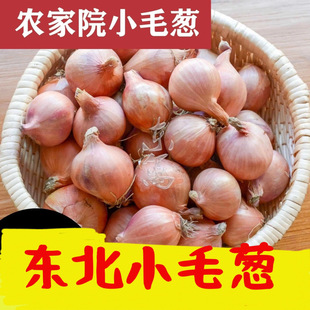东北特产毛葱自种正宗笨毛葱小毛葱蘸酱毛葱大毛葱头新鲜珠葱包邮
