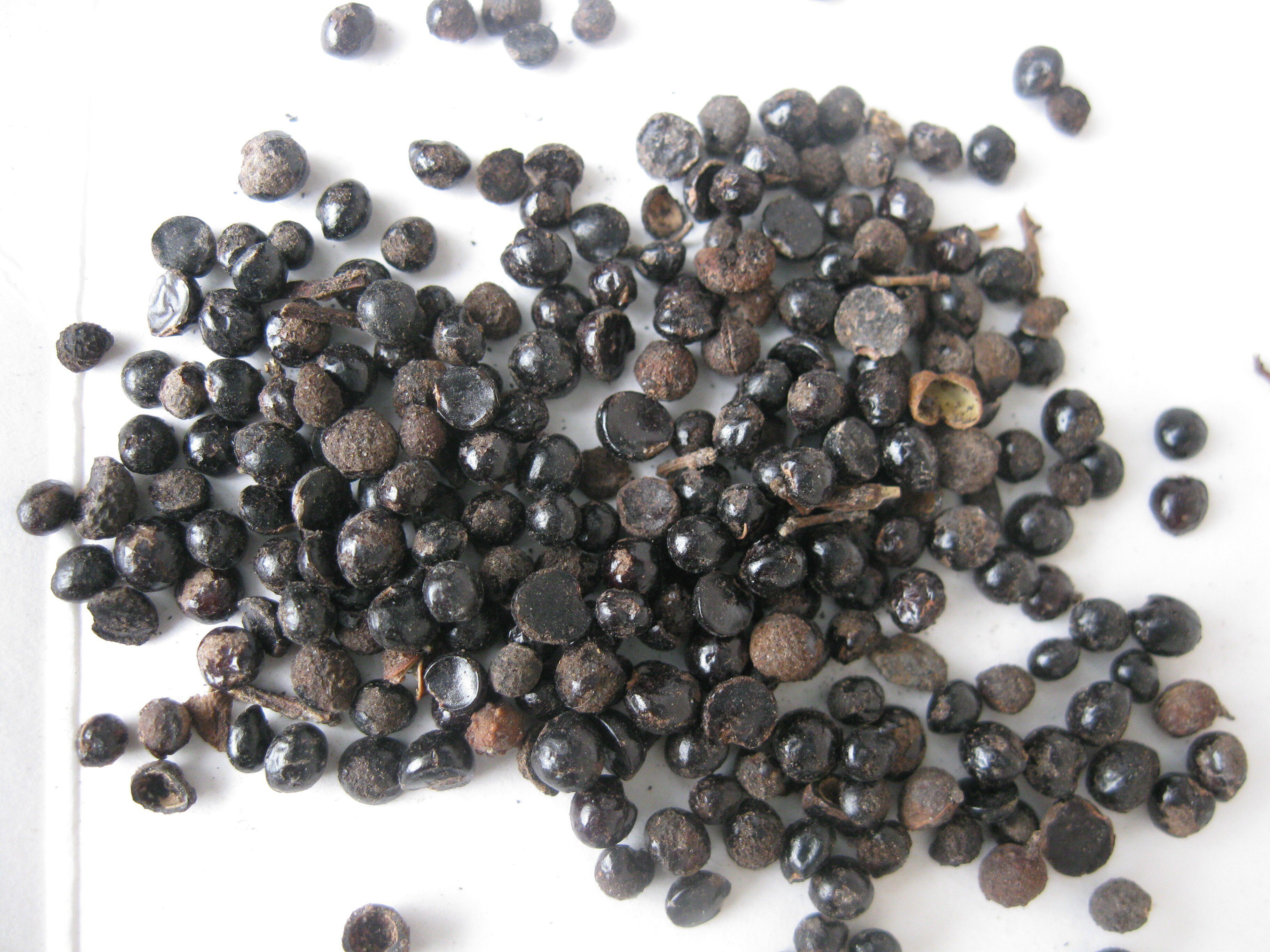 花椒籽泡脚专用大红袍花椒子椒目花椒种子非育苗榨油喂鸡驱虫500g