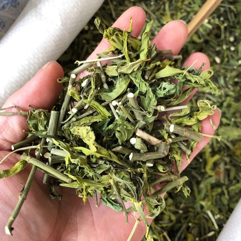 中药材优盾草新鲜干货黎王草