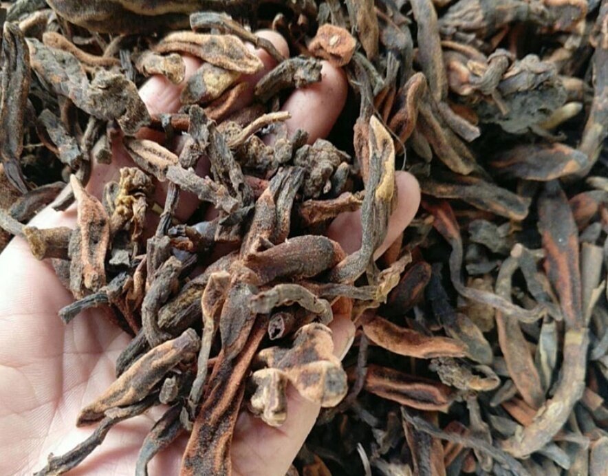 正宗鹿仙草云南中药材鹿仙草粉泡酒 不上莲通天蜡烛石上莲 可磨