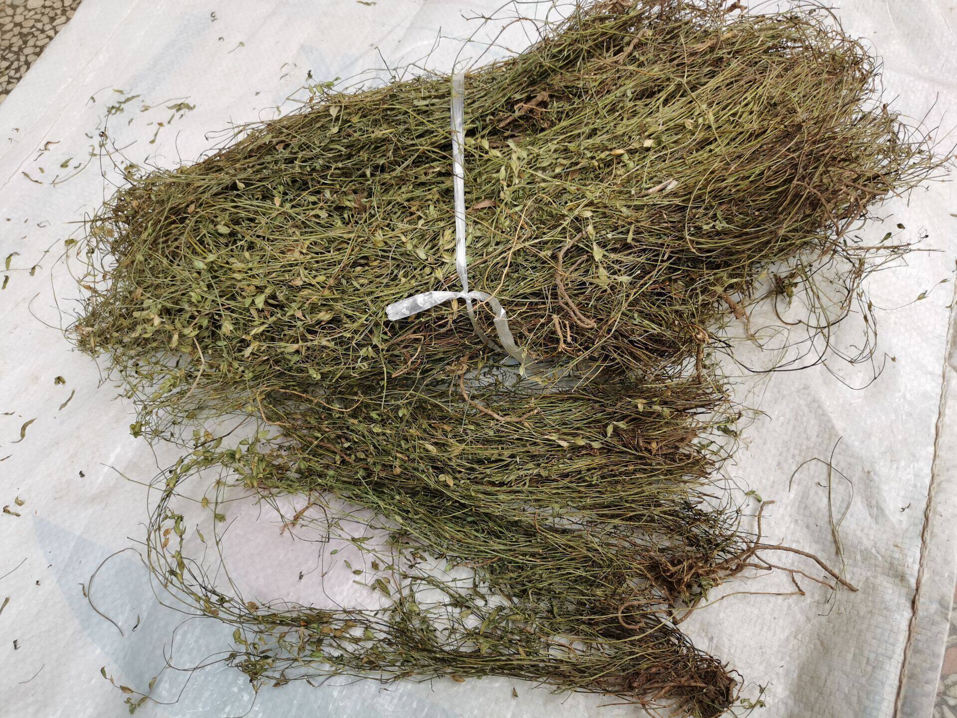 正宗二叶人字草中药材500克 丁葵草 苍蝇翼 丁癸草 乌龙草一条根