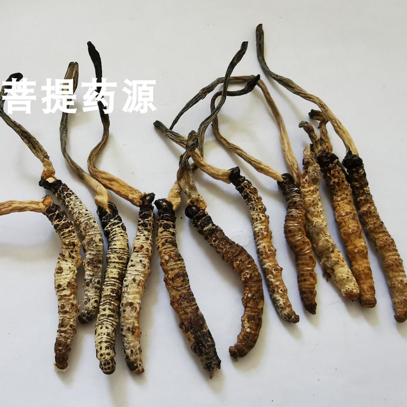 野生亚香棒虫草中药材霍克斯虫草古尼虫草15元1克 煲汤泡酒中药材