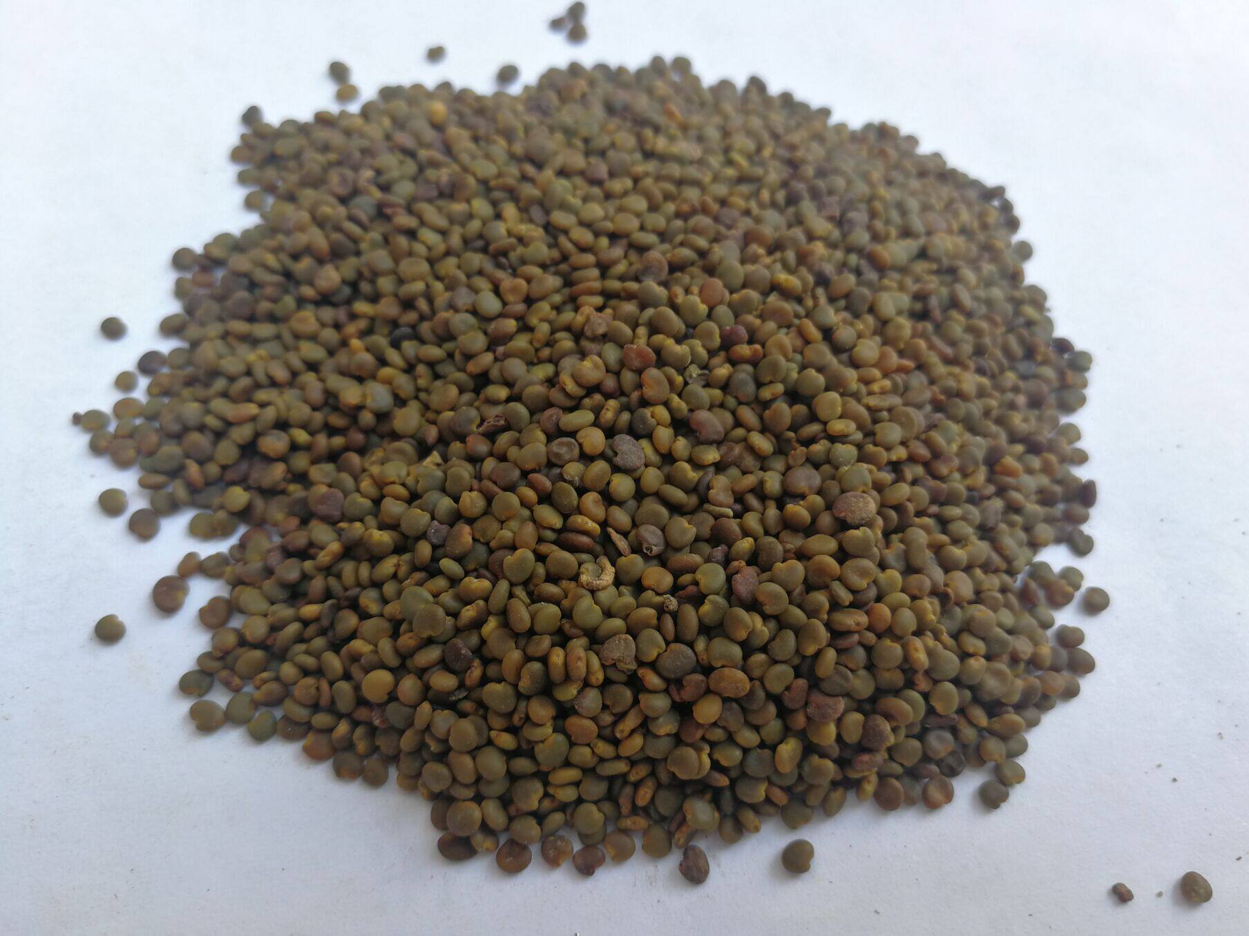 沙苑子中草药 沙苑蒺藜 中药材沙菀子新货 500克包邮 可磨粉