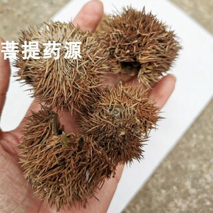 板栗壳中药材风栗壳栗毛壳栗刺壳板栗壳草药斗栗毛球风律壳500g克