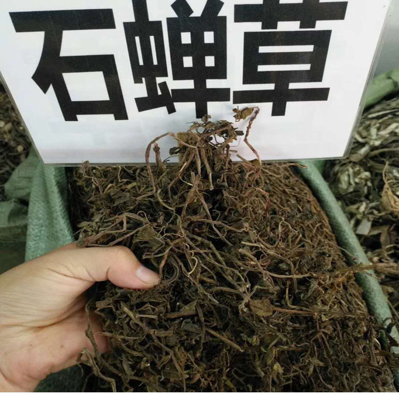 石蝉草中药材火伤叶 广西胡椒草 散血胆 豆瓣七石马菜 500克包邮,传统滋补营养品,其他药食同源食品,淘宝优惠券,粉丝福利购,淘宝优惠卷