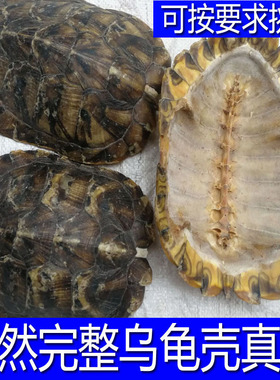 生龟壳干中药材乌龟壳龟上甲天然真乌龟壳完整龟板腹甲药用生龟甲