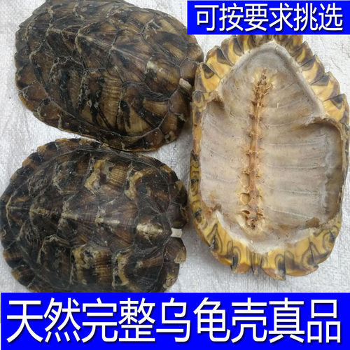 生龟壳干中药材真乌龟壳龟板腹甲