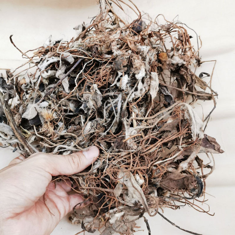 正宗毛大丁草中药材白花一枝香中草药一柱香云南兔耳风新鲜干品
